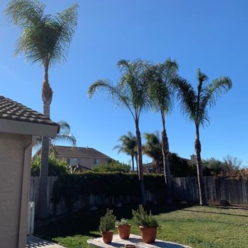 Guerreros Tree Service - Tree Services Near Me Guerreros Tree Service - Tree Services Near Me