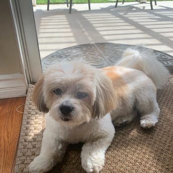Reasons to Wag - Wish I had a better after photo of Sheva, but he looks great! - Pet Groomers Near Me - Chula Vista, California Reasons to Wag - Wish I had a better after photo of Sheva, but he looks great! - Pet Groomers Near Me - Chula Vista, California