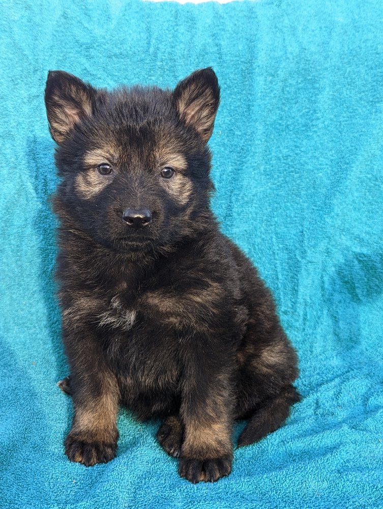 NARNIA KENNELS 332925 Plank Line, Mount Elgin, ON, Canada Yelp