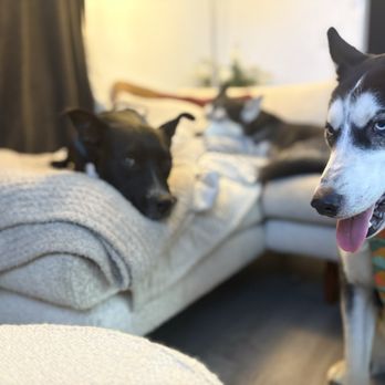 The Pawfect Pals - Pet Boarding Near Me The Pawfect Pals - Pet Boarding Near Me