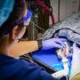 Photo of Ahwatukee Animal Care Hospital