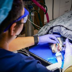 Ahwatukee Animal Care Hospital