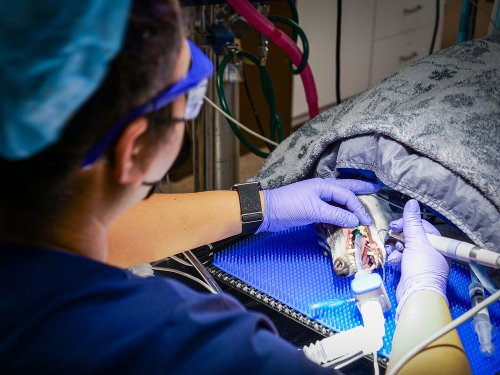 Ahwatukee Animal Care Hospital - pet boarding facility in Phoenix, AZ