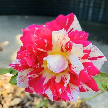 Fragrant Garden - Multi colored rose - Botanical Gardens Near Me - Savannah, Georgia