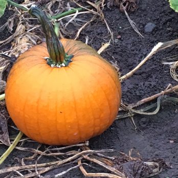 Castle Hill Farm - Pumpkins on the vine - Farms Near Me - Newtown, Connecticut