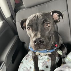 Rawsome Pets & More
