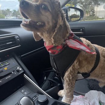 PetSmart - Pet Training Near Me - Stuart, Florida