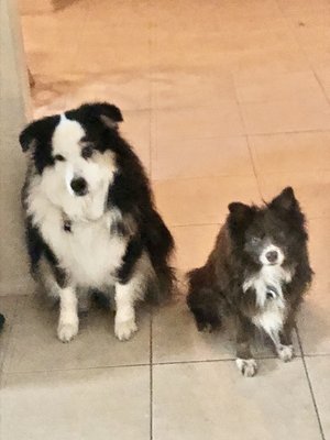 canine spa pet hotel