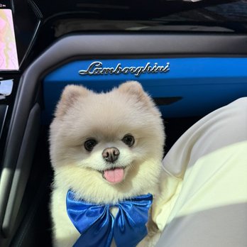 Henleys Dog Grooming: Unleash Your Pet's Best Look