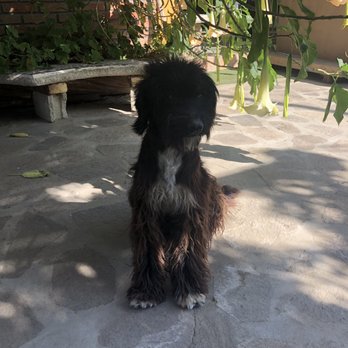 El Portal - Friendly dog visitors - Mexican Near Me - Rosarito, BCN El Portal - Friendly dog visitors - Mexican Near Me - Rosarito, BCN