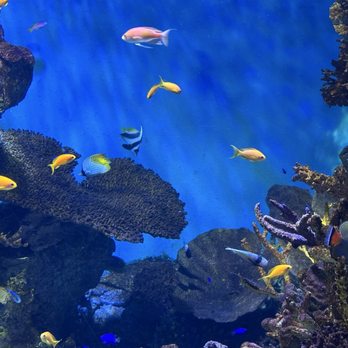 L'Aquàrium Barcelona - Aquariums Near Me - Barcelona, B L'Aquàrium Barcelona - Aquariums Near Me - Barcelona, B