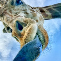 Malibu Rocky Oaks Estate Vineyards - Remember this giraffe from "Hangover" movie?
