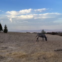 Wild Horizon Farm - Abigail