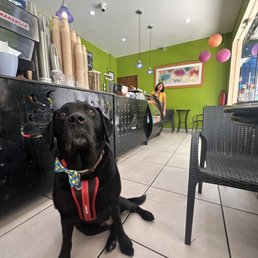 Pet friendly (our pup Raffi waits for one of Dee's sandwiches which are made quickly)