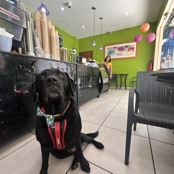Dee's Coffee Company - Pet friendly (our pup Raffi waits for one of Dee's sandwiches which are made quickly) - Coffee & Tea Near Me - Puerto Vallarta, JAL