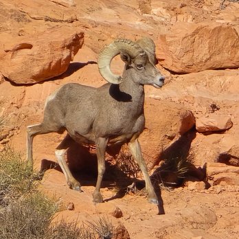 Valley of Fire State Park - Bighorn sheep - Parks Near Me - Overton, Nevada