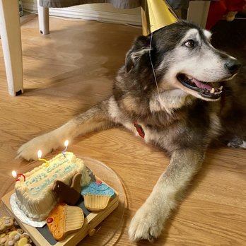 Redondo Dog - 13 year old happy girl...note the paw print cookies were not from this bakery. The cake, squirrel and cupcakes are. - Pet Services Near Me - Carson, California Redondo Dog - 13 year old happy girl...note the paw print cookies were not from this bakery. The cake, squirrel and cupcakes are. - Pet Services Near Me - Carson, California