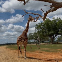 Global Wildlife Center - A giraffe