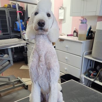 Doggies Divine - Pet Groomers Near Me - San Diego, California