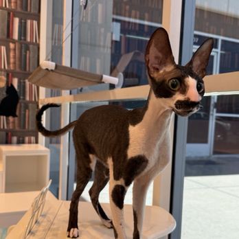 Club Cat - Ramses in the playroom - Pet Boarding Near Me - Irvine, California Club Cat - Ramses in the playroom - Pet Boarding Near Me - Irvine, California