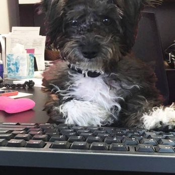 K&S Staffing Solutions - Bentley is our little office mascot and enjoys greeting everyone that walks through our doors. - Employment Agencies Near Me - Redding, California K&S Staffing Solutions - Bentley is our little office mascot and enjoys greeting everyone that walks through our doors. - Employment Agencies Near Me - Redding, California