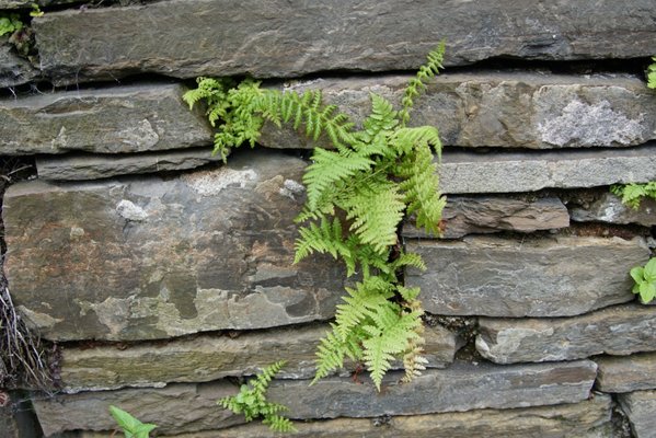 Bishop’s and Earl's Palaces by null