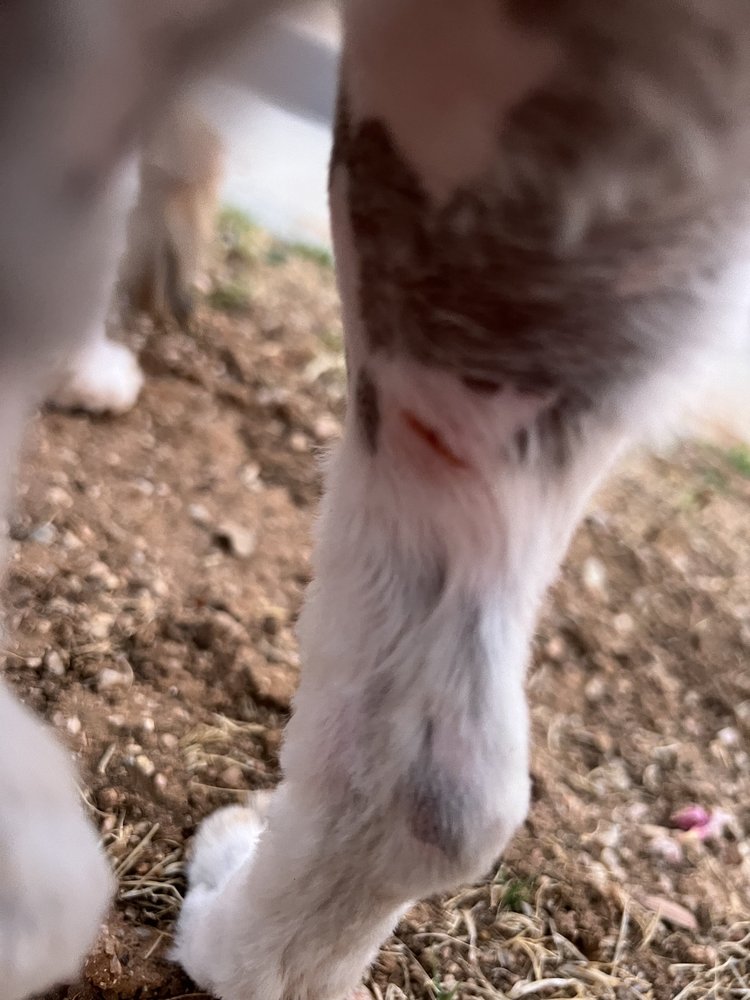 SHAMPOOCH 2 51 Photos & 27 Reviews 4030 E Bell Rd, Phoenix, Arizona