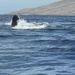 Blue Soul Maui - Whales!