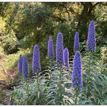 Catalina Verdugo Trail - Who wants Cotton Candy? :D Lol. #namethiswildplant #florafauna - Hiking Near Me - Glendale, California Catalina Verdugo Trail - Who wants Cotton Candy? :D Lol. #namethiswildplant #florafauna - Hiking Near Me - Glendale, California
