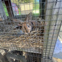 Atlantic Nursery & Garden Shop - Rabbits