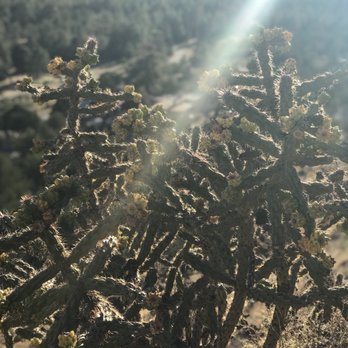 Puye Cliff Dwellings - Cactus - Tours Near Me - Espanola, New Mexico Puye Cliff Dwellings - Cactus - Tours Near Me - Espanola, New Mexico