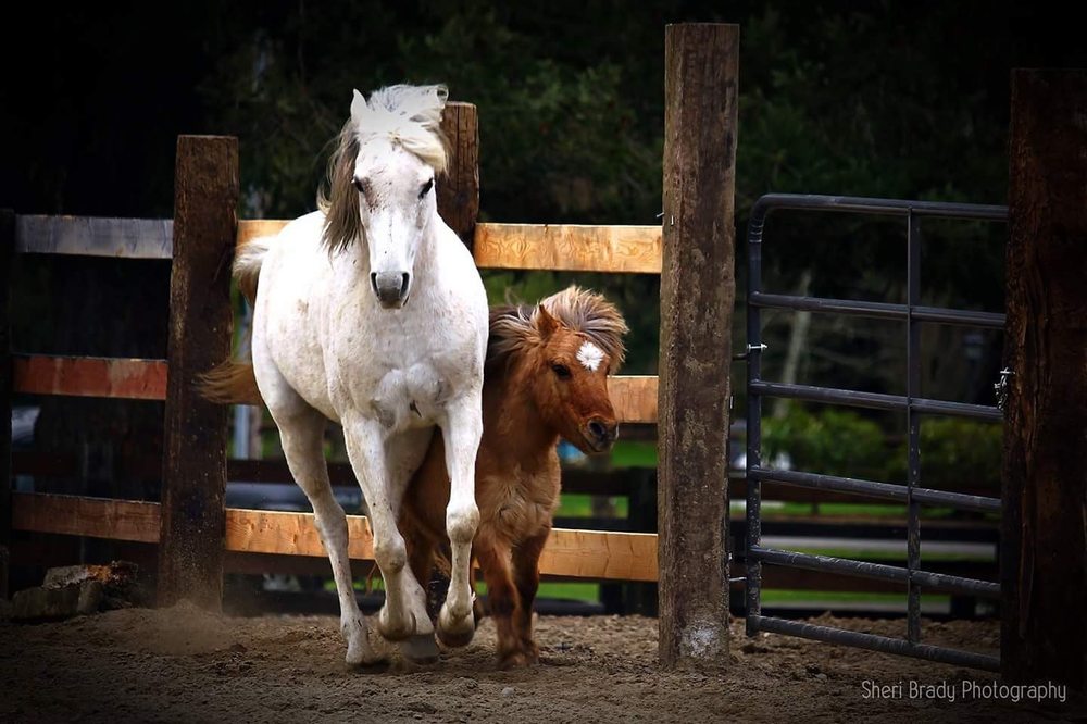 Villa Fleur de Lys- Horse boarding - equestrian in Maple Valley, WA