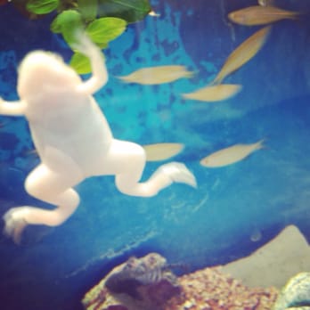 Greentree Pet Center - Froggy life is the good life - Pet Stores Near Me - Clarksville, Indiana Greentree Pet Center - Froggy life is the good life - Pet Stores Near Me - Clarksville, Indiana