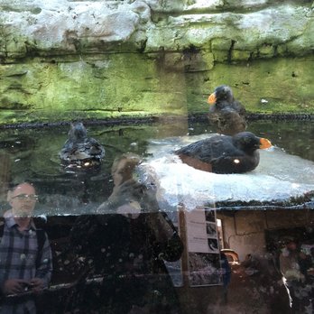 Seattle Aquarium - Puffins - Aquariums Near Me - Seattle, Washington Seattle Aquarium - Puffins - Aquariums Near Me - Seattle, Washington