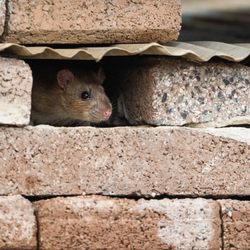 USX Pest Control