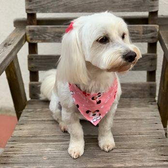 Mutt Cutts Dog Spa - Love it when they put pink or red bows and bandanas on her. They really pop against her white fur. - Pet Groomers Near Me - Chino, California Mutt Cutts Dog Spa - Love it when they put pink or red bows and bandanas on her. They really pop against her white fur. - Pet Groomers Near Me - Chino, California