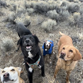 Ponderosa Paws Dog Walking - Dog Walkers Near Me Ponderosa Paws Dog Walking - Dog Walkers Near Me