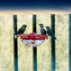 Blackstone El Dorado - Two's company three's a crowd:). My humming bird feeder!