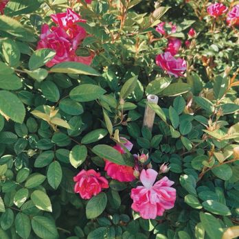 Dom Legend Lawn Care - No plague insight - Lawn Services Near Me Dom Legend Lawn Care - No plague insight - Lawn Services Near Me