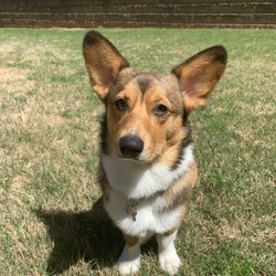 Ask The Vet- Mobile Veterinary Services