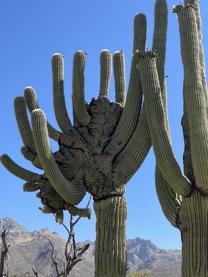 Sabino Canyon Recreation Area by null
