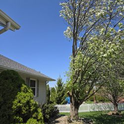 Mb Tree Service