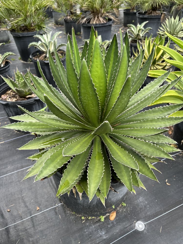 Sunset Gardens Green - tree service in Miami, FL