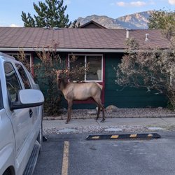 Yellowstone Gateway Inn - Elk in the parking lot
