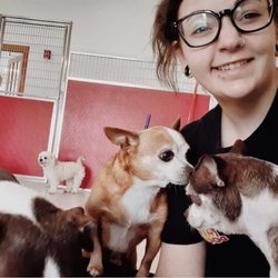 The Dog Stop - Boardman, OH - Meet our Canine Handlers