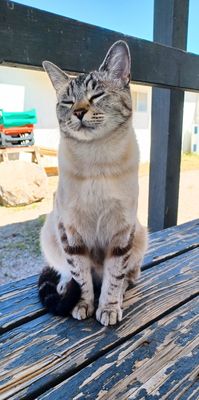 Little A'Le'Inn by null