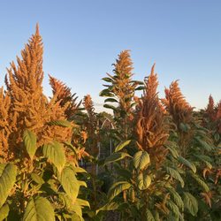 Khela Herbs - Amaranth plants