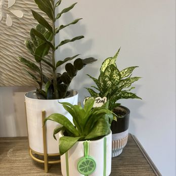 Floradayleaf - My plants babies! - Floral Designers Near Me Floradayleaf - My plants babies! - Floral Designers Near Me