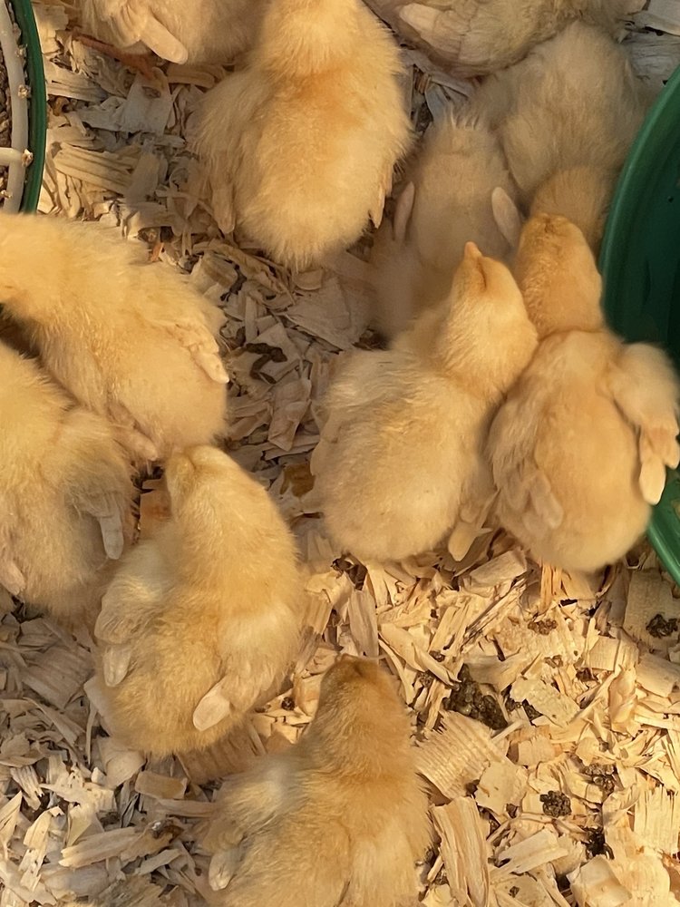 RURAL KING Updated September 2024 14 Photos 10699 US 60, Ashland