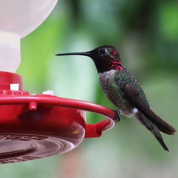 The Hummingbird Sanctuary - Parks Near Me - Santa Paula, California The Hummingbird Sanctuary - Parks Near Me - Santa Paula, California